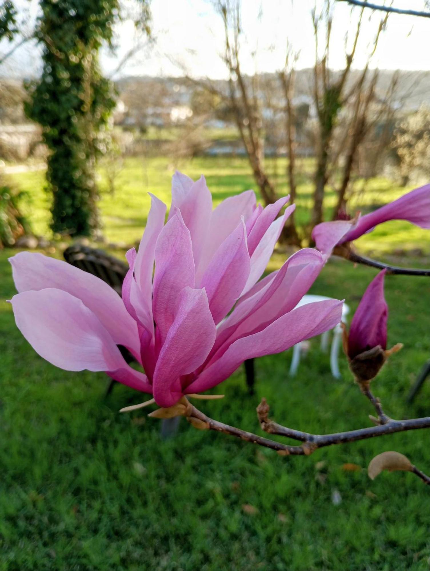 Magnolias Cottage Lousã Εξωτερικό φωτογραφία