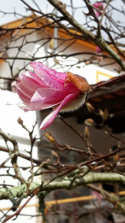 Magnolias Cottage Lousã Εξωτερικό φωτογραφία